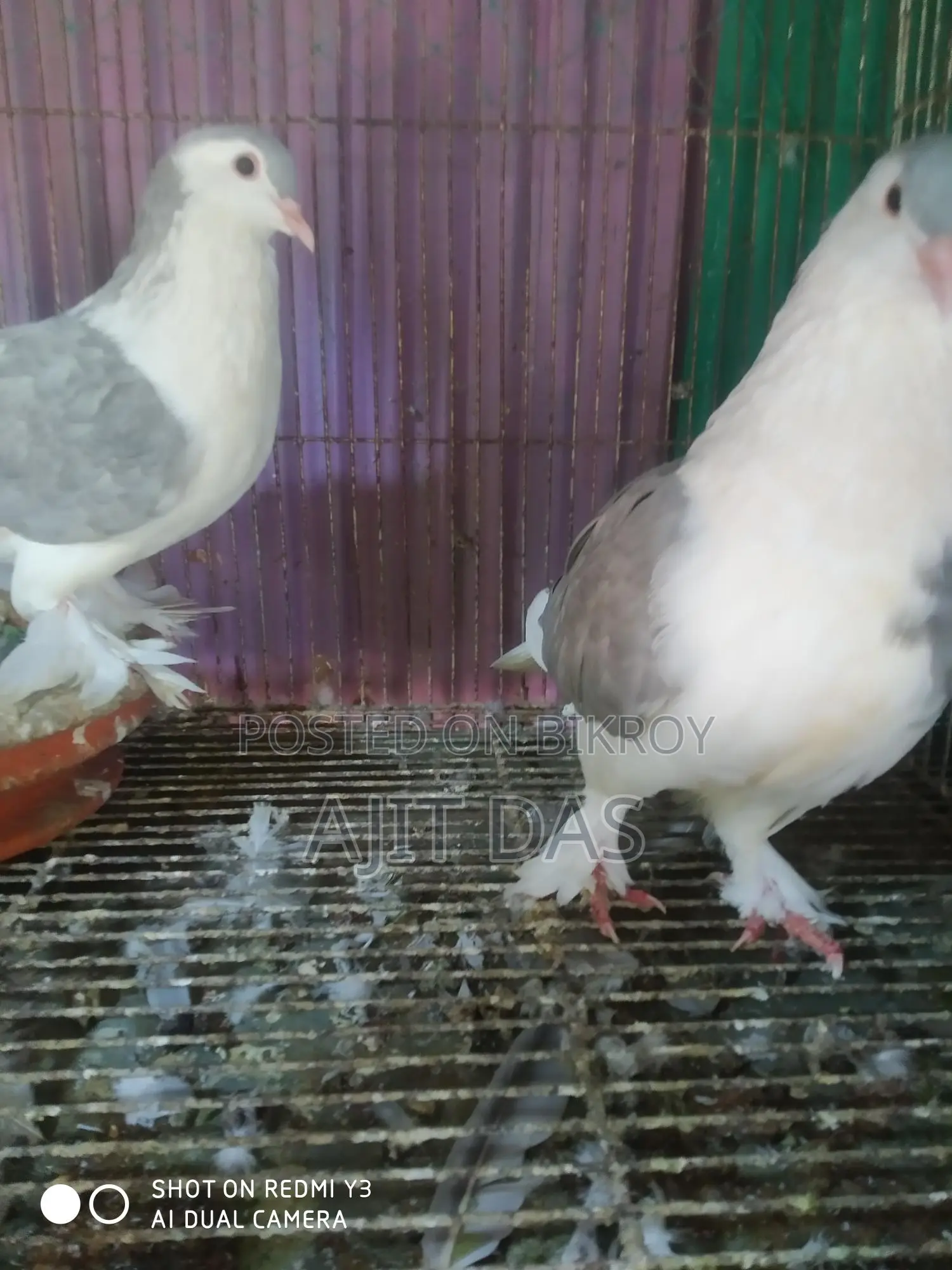 Siraji Pigeons for Sale.