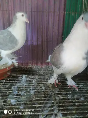 Siraji Pigeons for Sale.