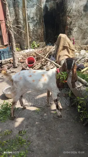 Castrated Ram Goat