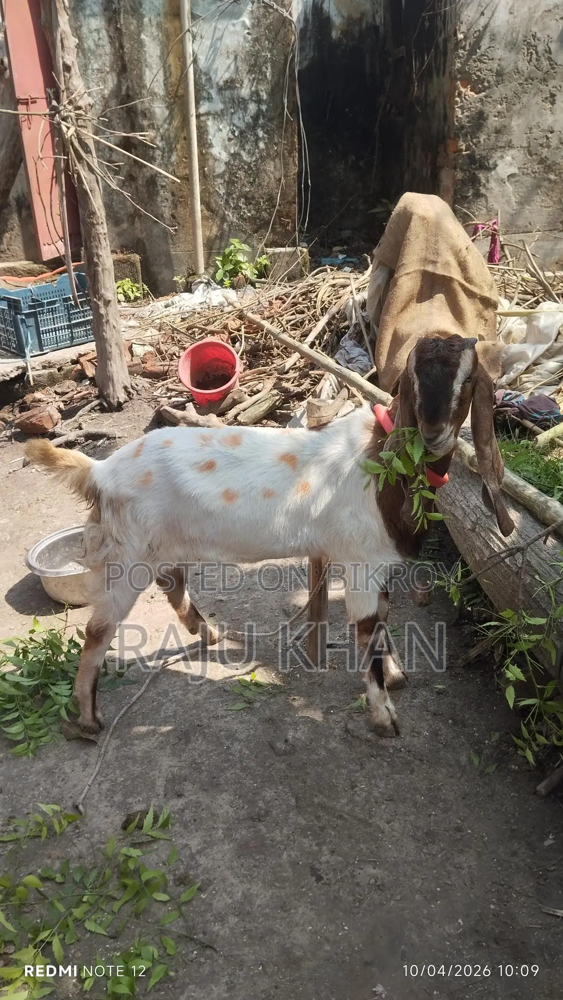 Castrated Ram Goat