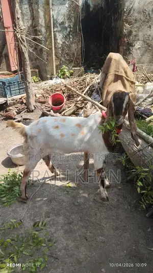 Castrated Ram Goat