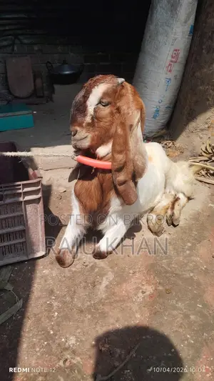 Castrated Ram Goat
