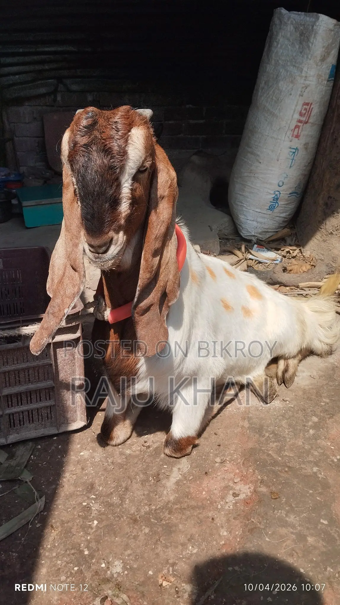 Castrated Ram Goat