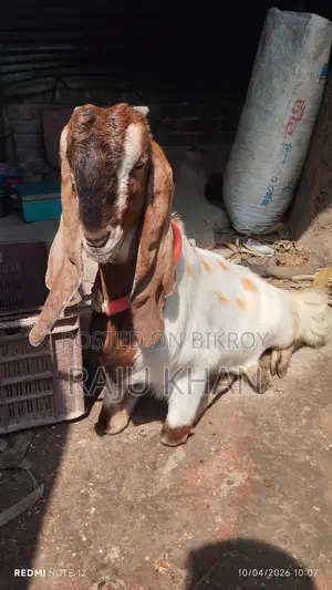 Castrated Ram Goat