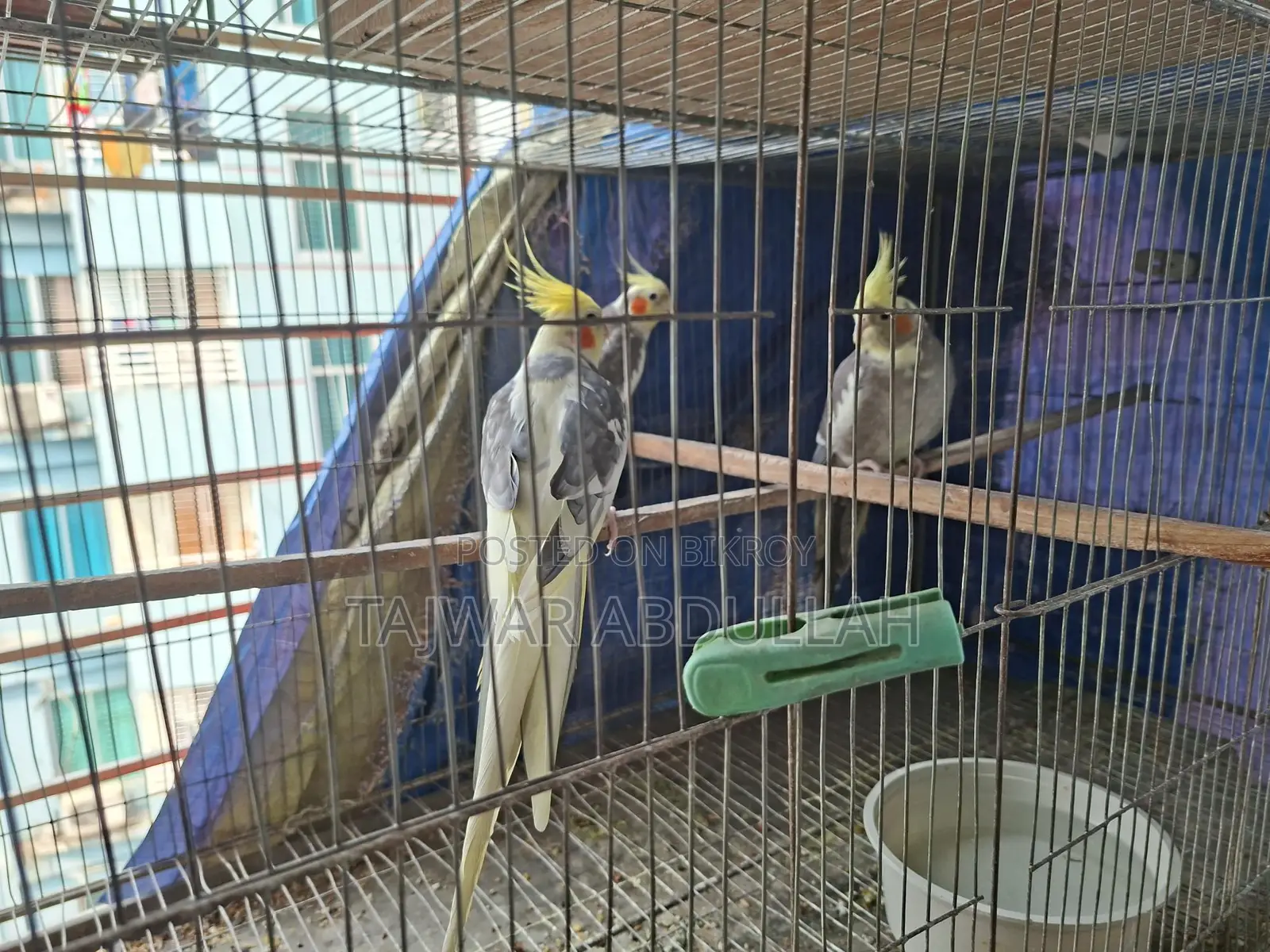 7pcs Cockatiel 4pcs Budgerigar
