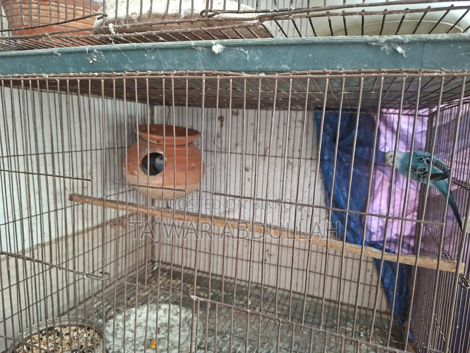 7pcs Cockatiel 4pcs Budgerigar