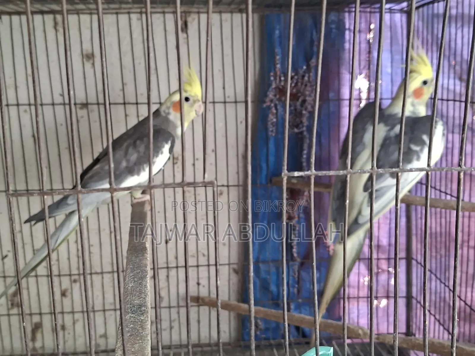 7pcs Cockatiel 4pcs Budgerigar