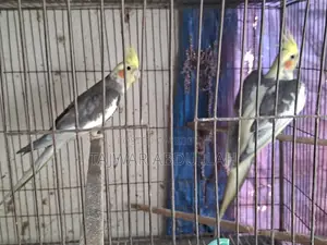 7pcs Cockatiel 4pcs Budgerigar