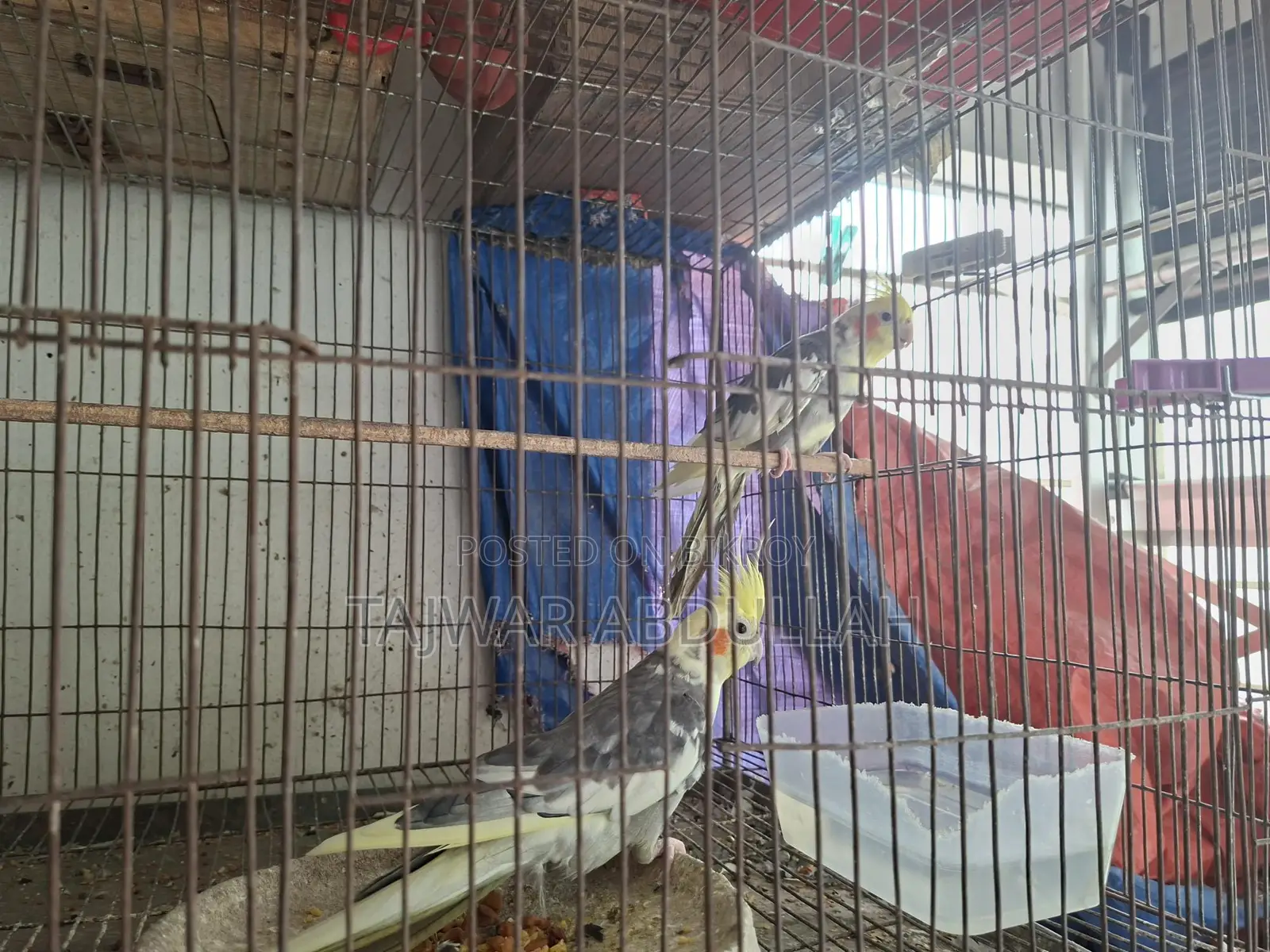 7pcs Cockatiel 4pcs Budgerigar