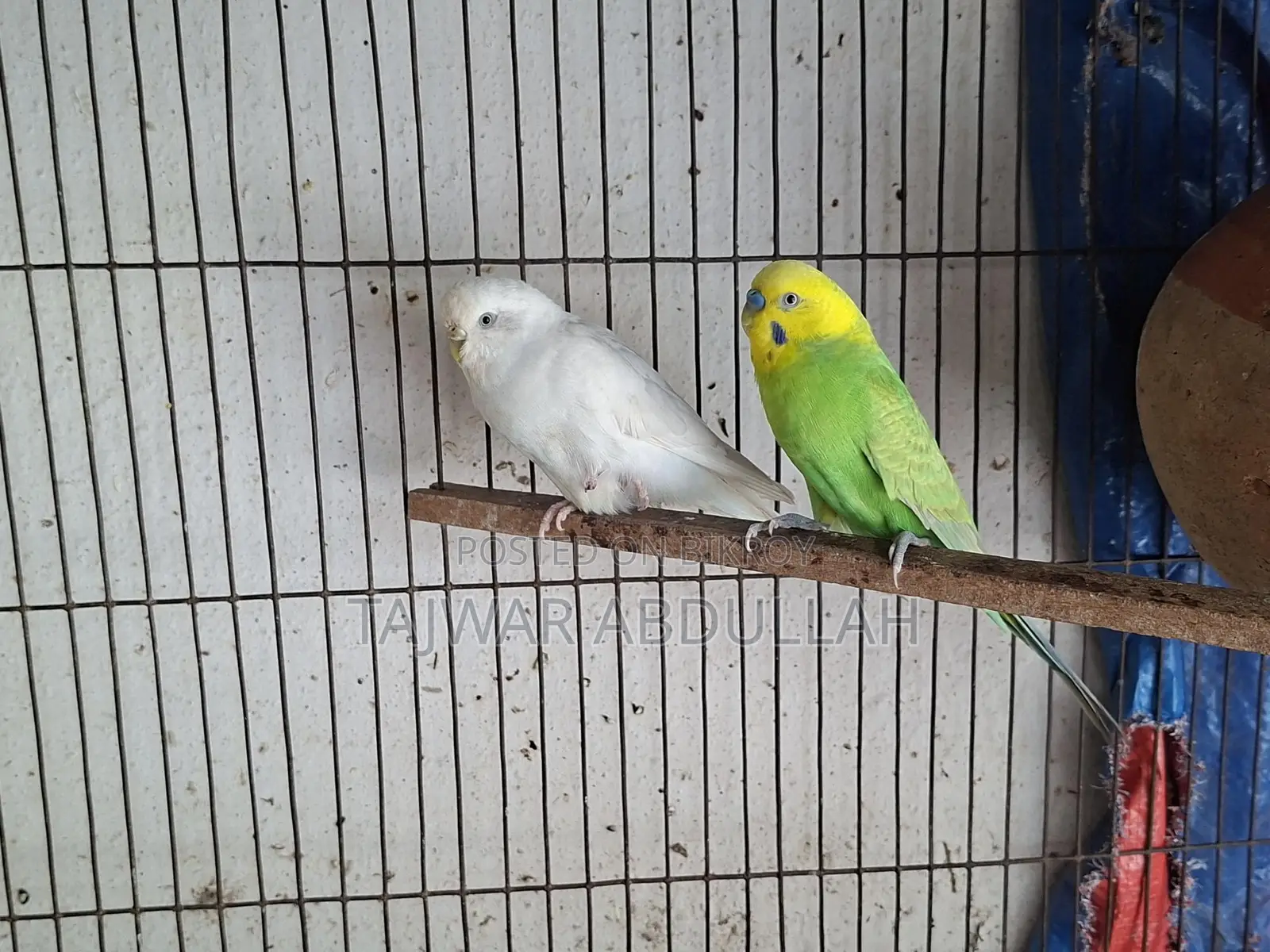 7pcs Cockatiel 4pcs Budgerigar