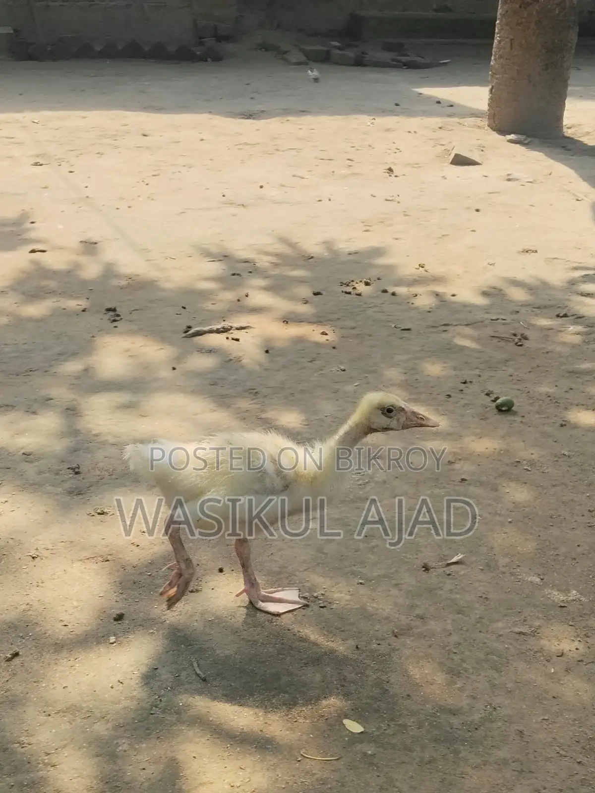 রাজ হাসের বাচ্চা