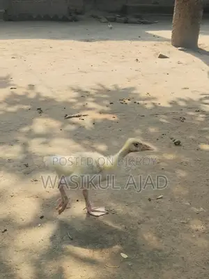 রাজ হাসের বাচ্চা
