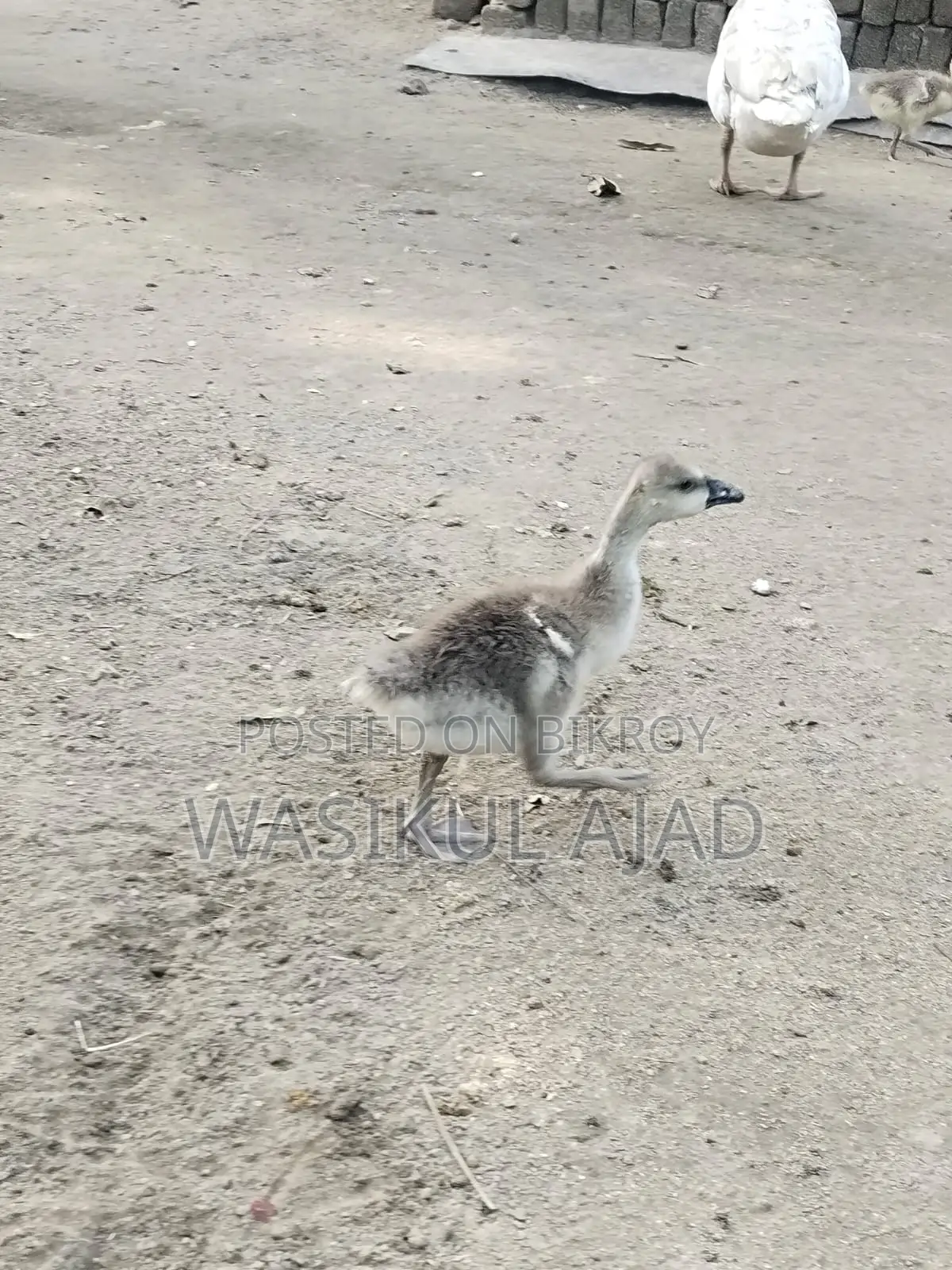 রাজ হাসের বাচ্চা