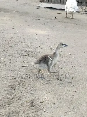 রাজ হাসের বাচ্চা