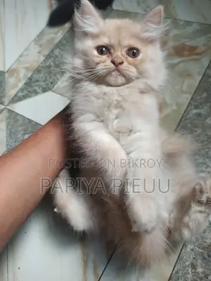 Persian Cat
