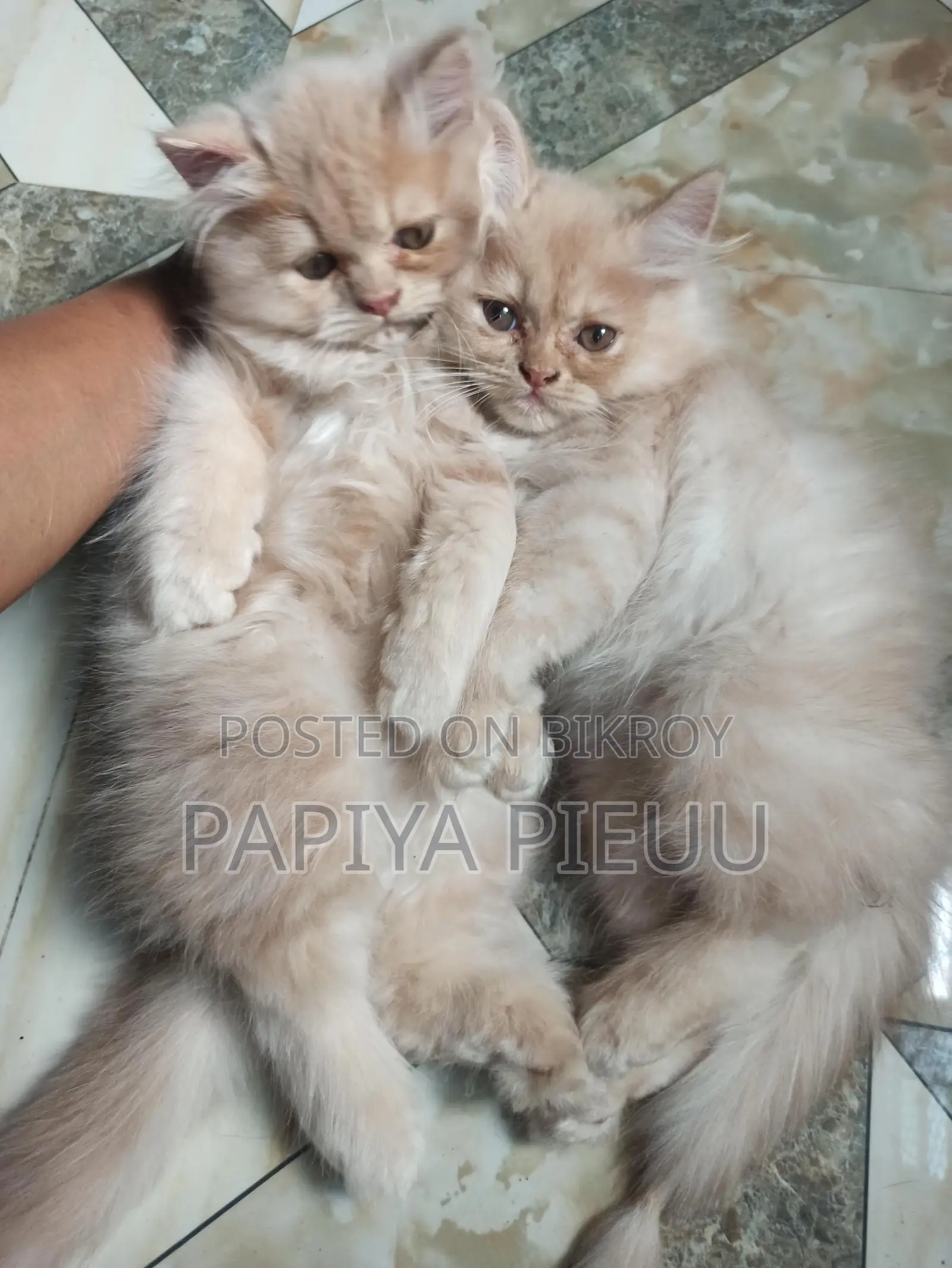 Persian Cat