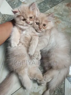 Persian Cat