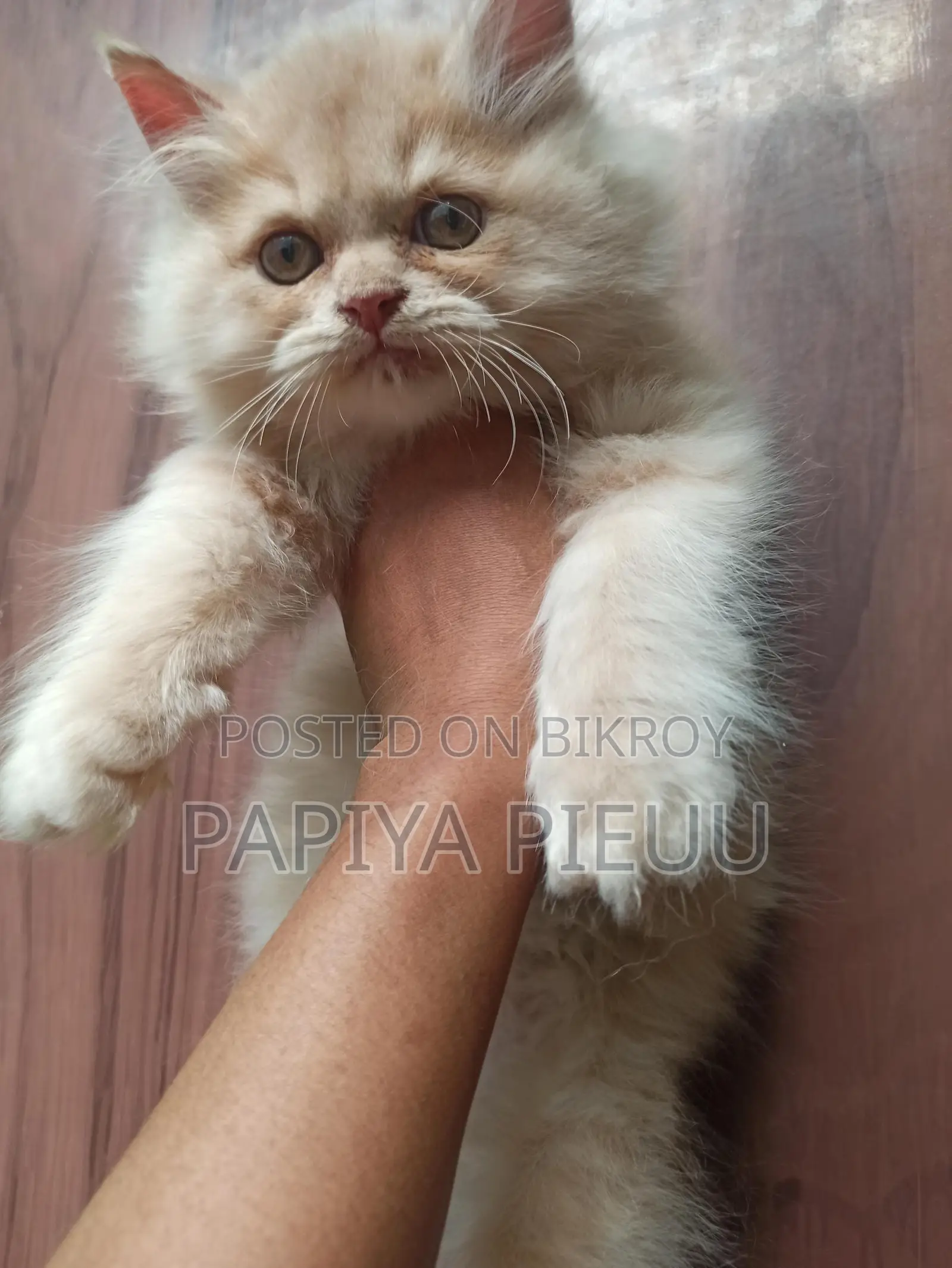 Persian Cat