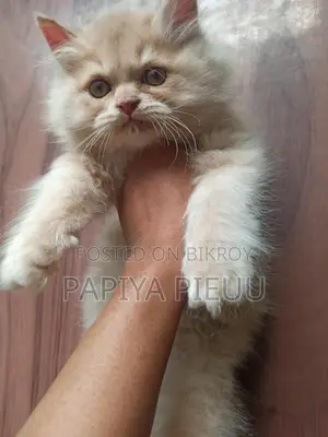 Persian Cat