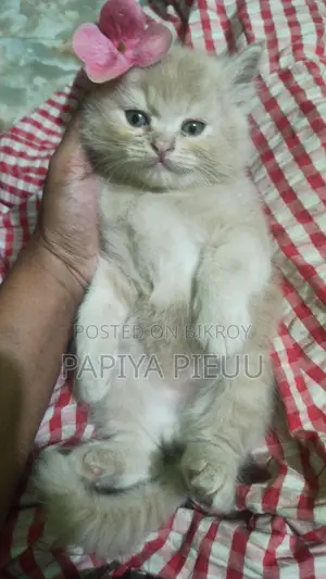Persian Cat