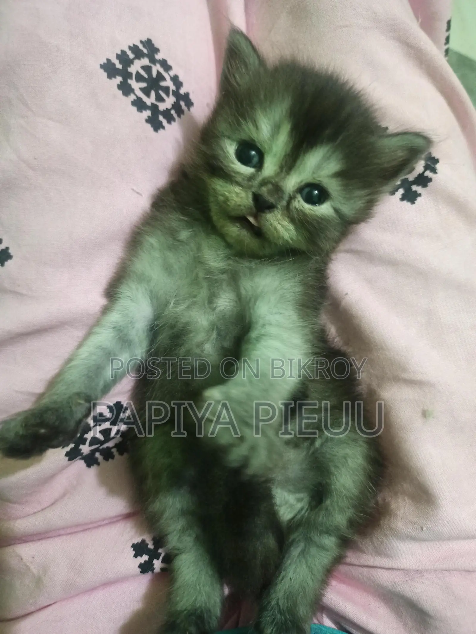 Persian Cat