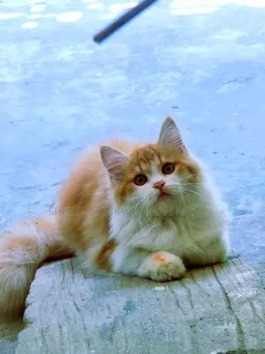 Persian male cat for sale.