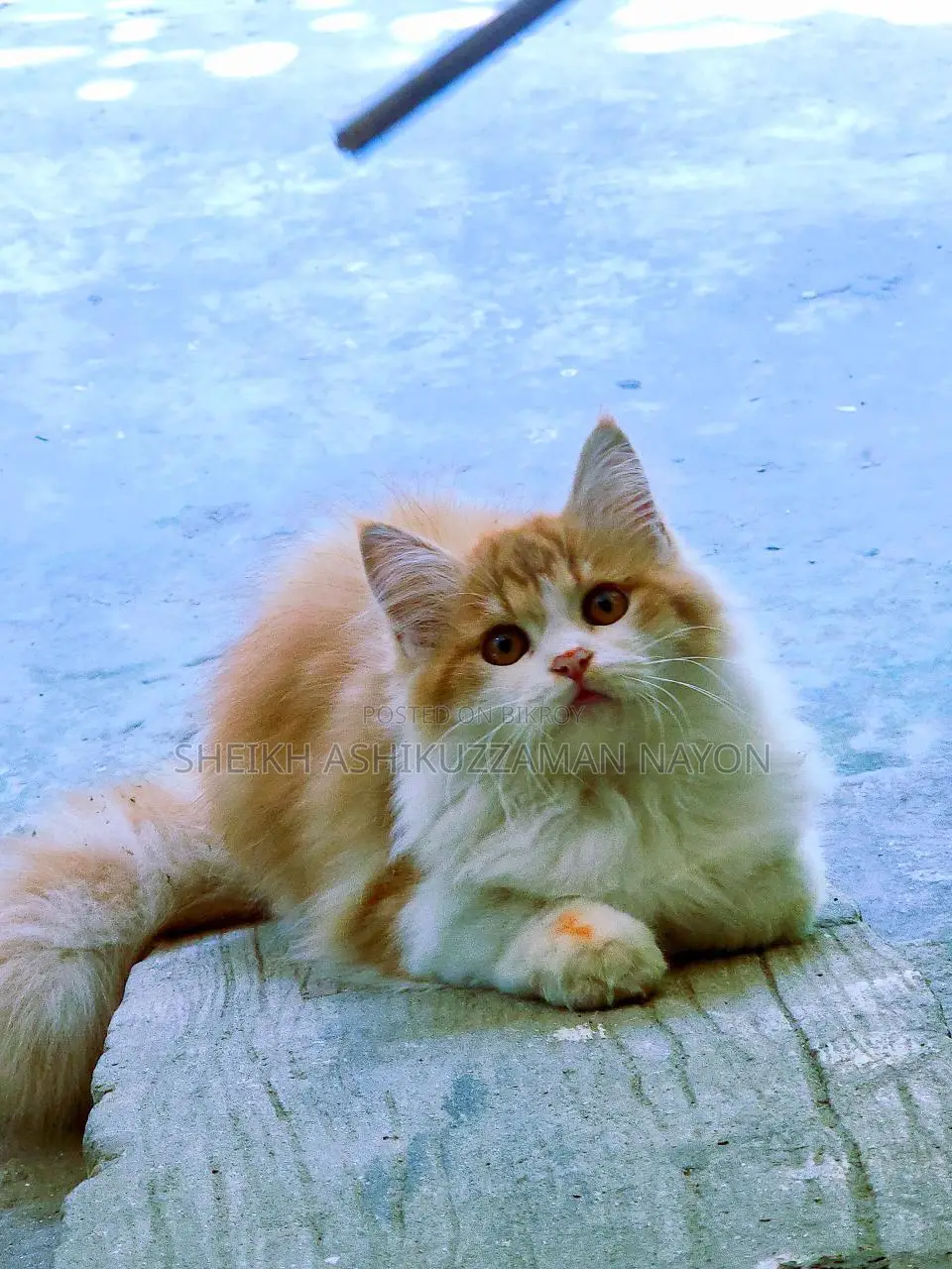 Persian male cat for sale.