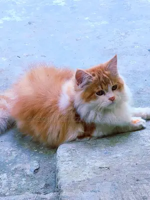 Persian male cat for sale.