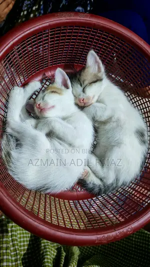 Free Cat Adoption