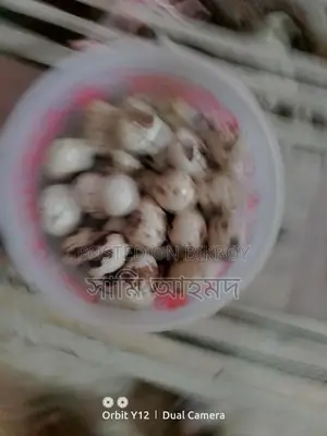 European Quail Hatching Eggs and Fayoumi Chickens for Sale