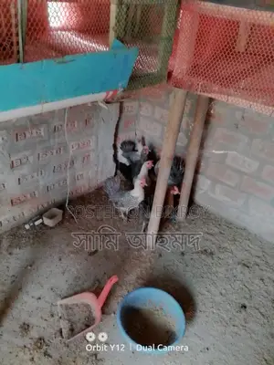 European Quail Hatching Eggs and Fayoumi Chickens for Sale