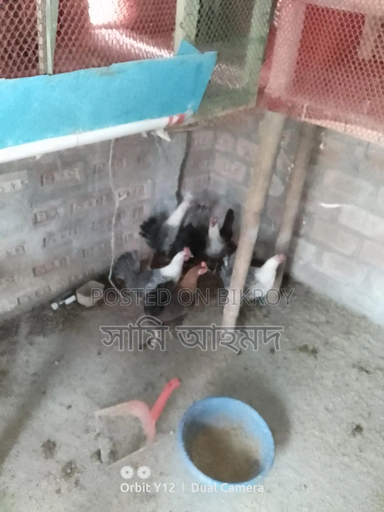 European Quail Hatching Eggs and Fayoumi Chickens for Sale