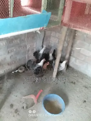 European Quail Hatching Eggs and Fayoumi Chickens for Sale