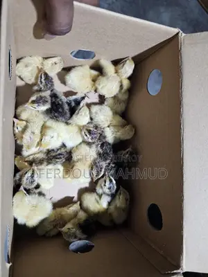 European Giant Quail 400-500g