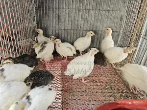 European Giant Quail 400-500g
