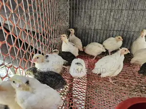 European Giant Quail 400-500g