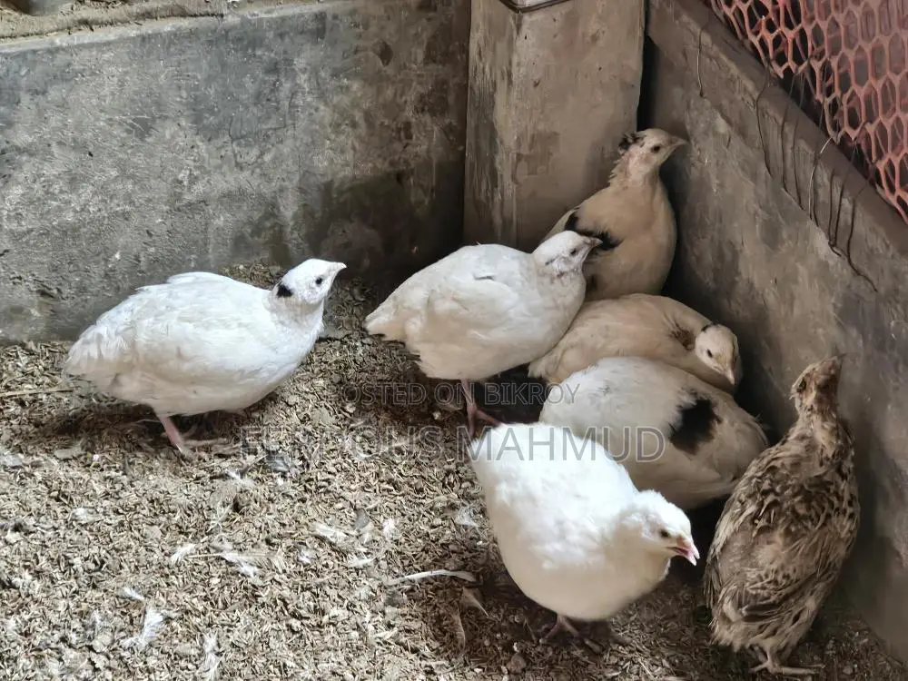European Giant Quail 400-500g