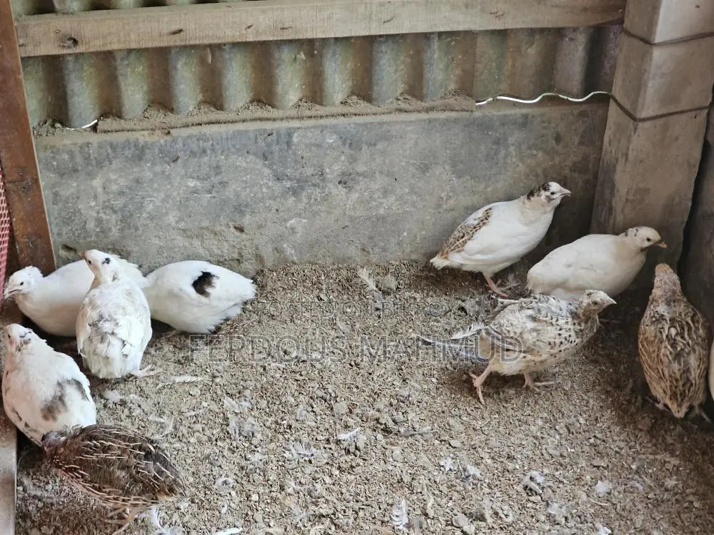 European Giant Quail 400-500g
