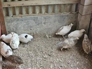 European Giant Quail 400-500g