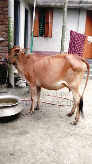 Sahiwal Cow
