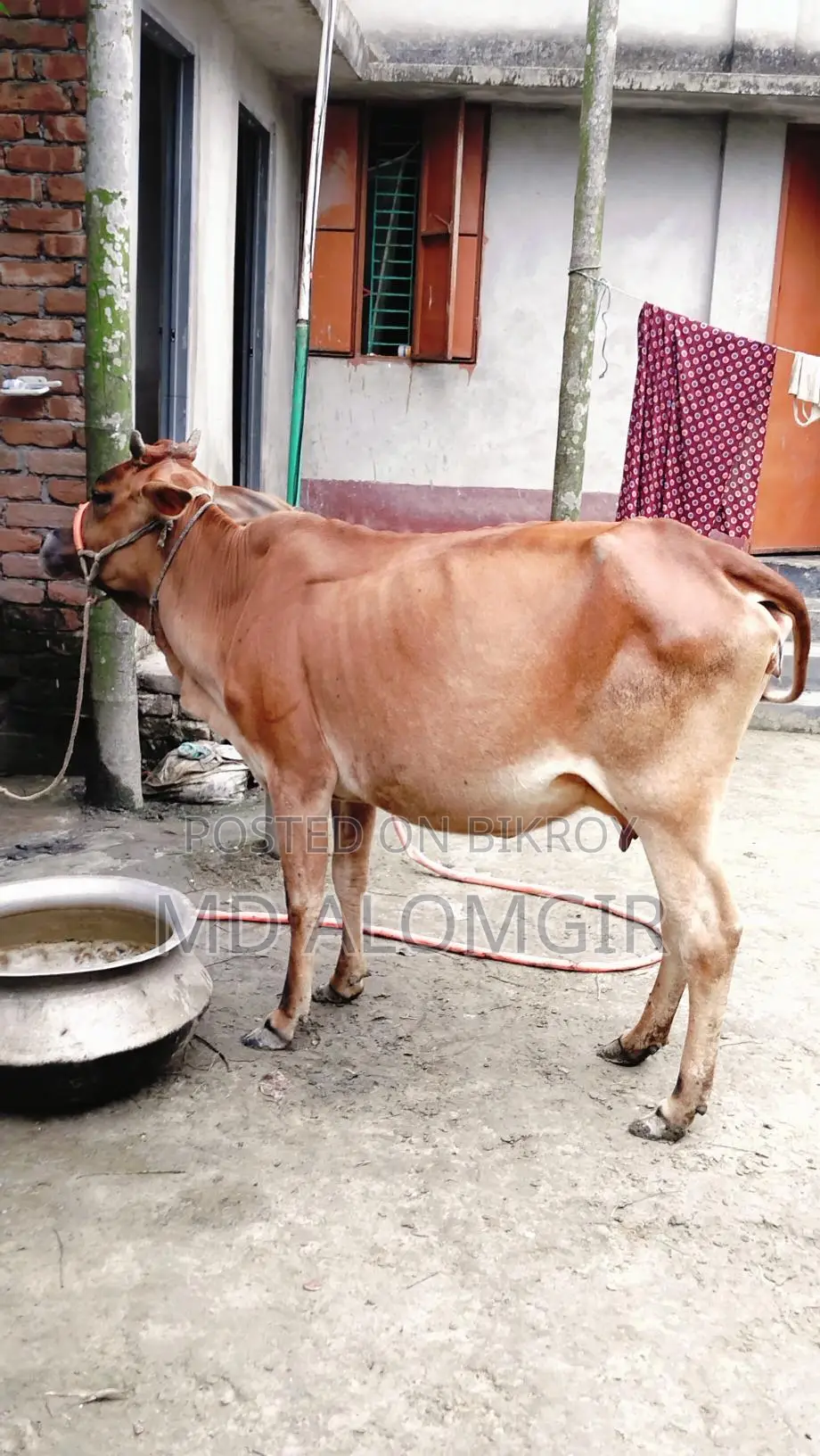 Sahiwal Cow