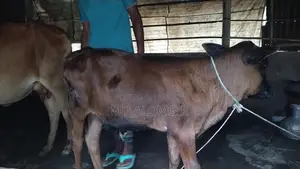 Sahiwal Cow