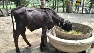 Sahiwal Cow