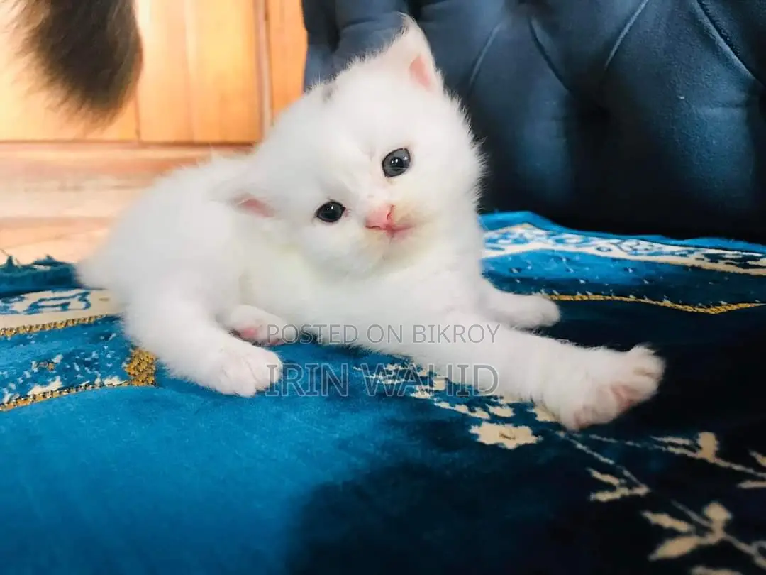 Traditional Persian