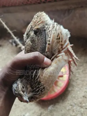 European Giant Coturnix Quail.