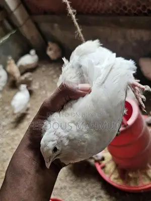 European Giant Coturnix Quail.