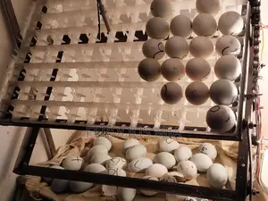 386 Egg Incubator