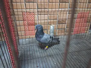 Original Regi Pigeon