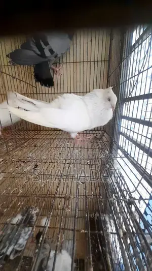 White Male