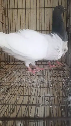 White Male